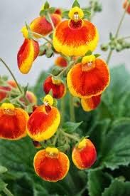 Calceolaria Flower Calceolaria spp. Seeds for Planting in Flower Bed & Garden