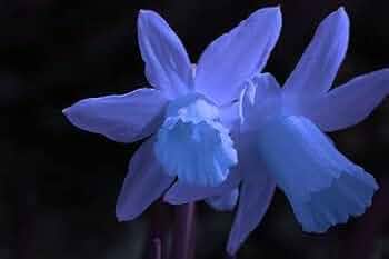 Blue Daffodil Flower seeds for Planting Vibrant Colors Heirloom & GMO Free Seeds for Home Garden