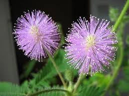 Mimosa Flower seeds blooming in flower beds, containers, borders, and pollinator-friendly gardens