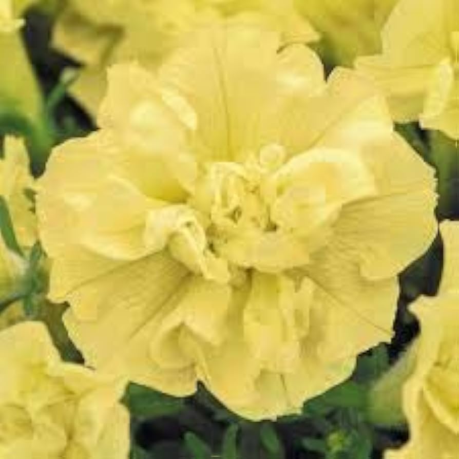 Yellow Double Petunia Flower Seeds for Planting Heirloom NONGMO Beautiful Garden Blooms Premium Quality
Sale