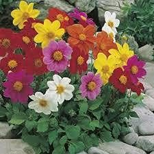 Mixed Multi-Color Dahlia Flower seeds for Planting - Low Maintenance, Heirloom & GMO Free Seeds for Home Garden
Sale seeds for home garden