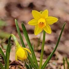 Narcissus Asturiensis Flower seeds blooming in flower beds, containers, borders, and pollinator-friendly gardens