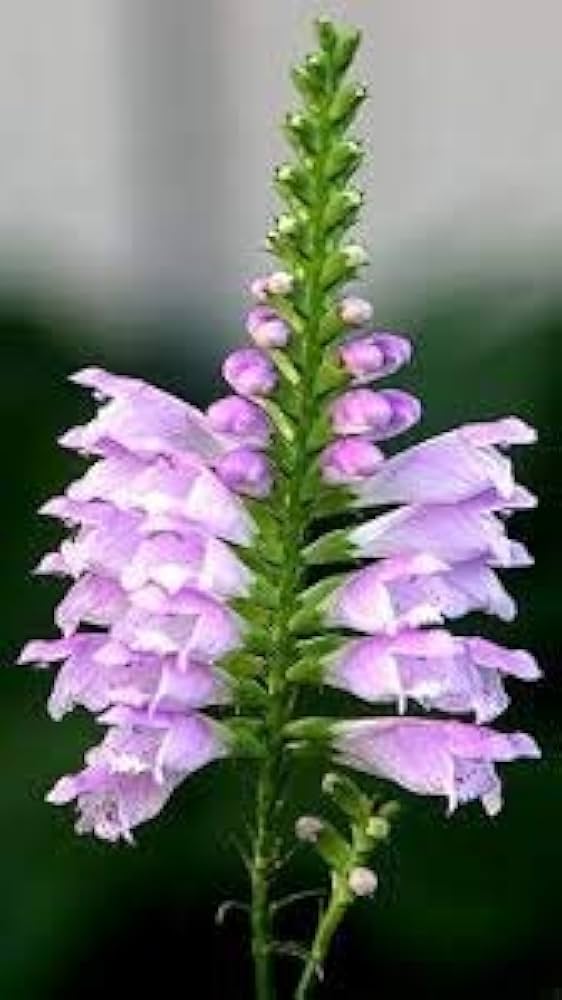Gelenkblume Wildflower Epigaea repens Seeds for Planting - Perfect for Flower Bed & Urban Garden