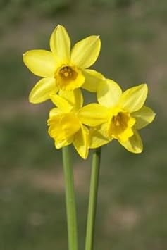 Narzissen Flower seeds blooming in flower beds, containers, borders, and pollinator-friendly gardens