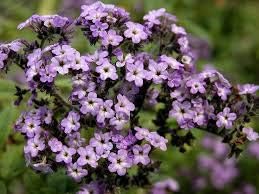 Heliotrope Marine Blue Seeds for Fragrant, Blue Blooms