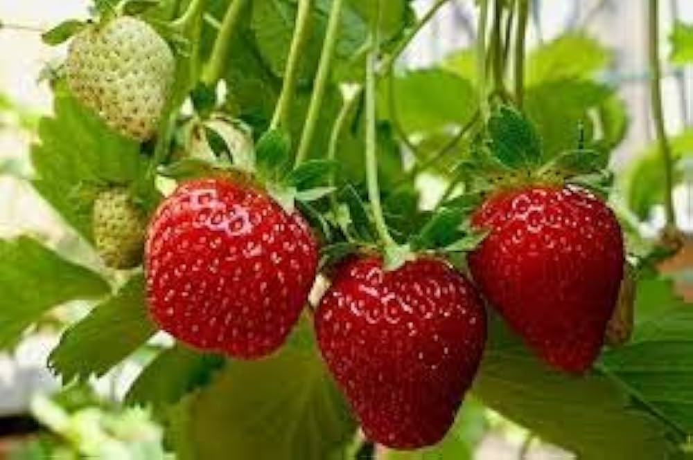 Red Climbing Strawberry Garden Seeds