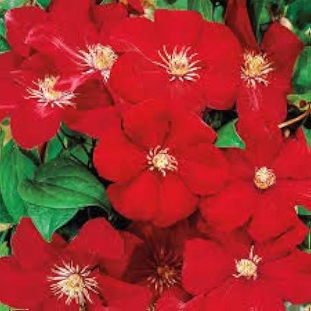 Light Red Clematis Flower seeds blooming in flower beds, containers, borders, and pollinator-friendly gardens