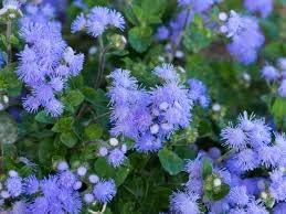 Heirloom Ageratum Flower seeds blooming in flower beds, containers, borders, and pollinator-friendly gardens