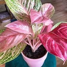 Pink Aglaonema Flower seeds for Planting - Easy to Grow, Heirloom & GMO Free Seeds for Home Garden
Sale seeds for home garden
