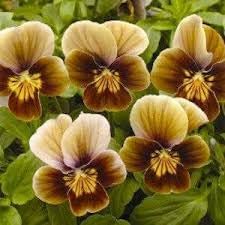 Pansies Flower seeds blooming in flower beds, containers, borders, and pollinator-friendly gardens