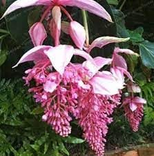 Medinilla Pink Flower seeds for Planting - Cottage Garden Essential, Heirloom & GMO Free Seeds for Home Garden
Sale seeds for home garden