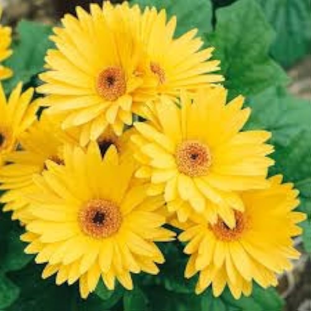 Yellow Gerbera Flower Seeds for Planting Hardy Variety Heirloom & GMO Free Seeds for Home Garden
Sale