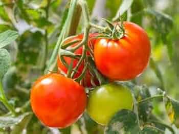 Yellow Red Tomato Vegetable Seeds for Gardening