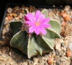 Heirloom Aztekium Flower seeds for Planting Garden Favorite Heirloom & GMO Free Seeds for Home Garden
Sale for planting in home garden