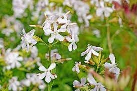 Saponaria Flower seeds for Planting - Bright Blooms, Heirloom & GMO Free Seeds for Home Garden
Sale for planting in home garden.