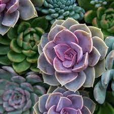 Rainbow Succulent Flower seeds for Planting Fragrant Blossoms Heirloom & GMO Free Seeds for Home Garden
Sale for planting in home garden