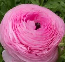 Light Pink Ranunculus Seeds Flower seeds for Planting Hardy Variety Heirloom & GMO Free Seeds for Home Garden
Sale for planting in home garden