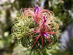 Tillandsia Flower seeds for Planting - Shade Tolerant, Heirloom & GMO Free Seeds for Home Garden
Sale seeds for planting in home garden