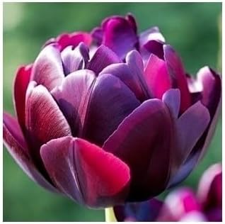 Deep Purple Tulip Flower seeds for Planting Bright Blooms Heirloom & GMO Free Seeds for Home Garden
Sale for planting in home garden