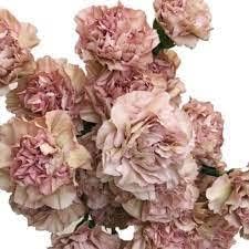 Brown Carnation Flower seeds for Planting - Perfect for Borders, Heirloom & GMO Free Seeds for Home Garden
Sale seeds for home garden