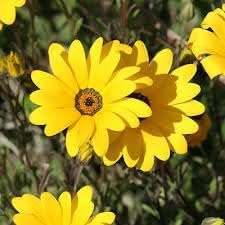 Dimorphotheca Flower seeds for Planting - Bright Blooms, Heirloom & GMO Free Seeds for Home Garden
Sale seeds for planting in home garden