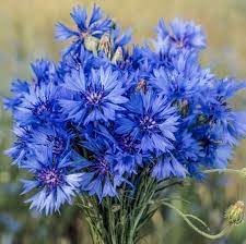 Heirloom CornFlower seeds blooming in flower beds, containers, borders, and pollinator-friendly gardens