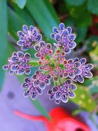Kalanchoe Flower seeds blooming in flower beds, containers, borders, and pollinator-friendly gardens