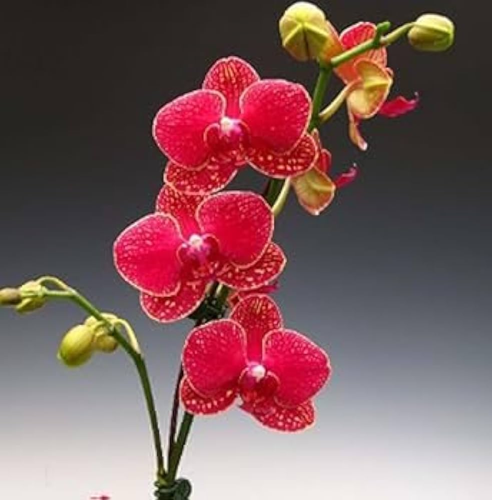 Light Red Orchid Phalaenopsis Seeds for Planting Cut Flower Favorite Heirloom & GMO Free Seeds for Home Garden
Sale