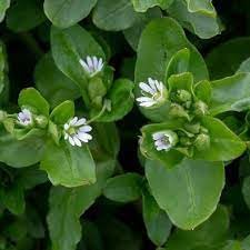 Chickweed Flower seeds for Planting - Bright Blooms, Heirloom & GMO Free Seeds for Home Garden
Sale seeds for home garden