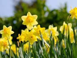 Daffodils Flower seeds for Planting - Low Maintenance, Heirloom & GMO Free Seeds for Home Garden
Sale seeds for home garden