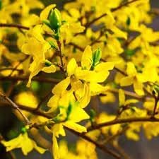 Forsythia Flower seeds for Planting - Hardy Variety, Heirloom & GMO Free Seeds for Home Garden
Sale seeds for home garden