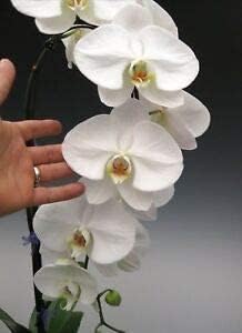 Phalaenopsis Orchid Flower seeds blooming in flower beds, containers, borders, and pollinator-friendly gardens
