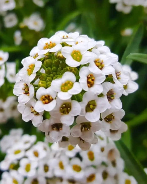Alyssum Lobularia Flower seeds for Planting - Low Maintenance, Heirloom & GMO Free Seeds for Home Garden