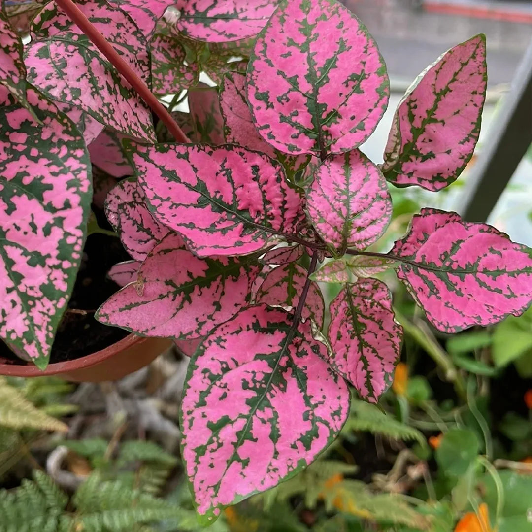 Mix Hypoestes Flower seeds for Planting - Vibrant Colors, Heirloom & GMO Free Seeds for Home Garden