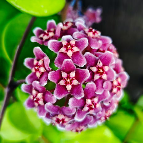 Light Purple Hoya Carnosa Flower Seeds for Planting Vibrant Colors Heirloom & GMO Free Seeds for Home Garden
Sale