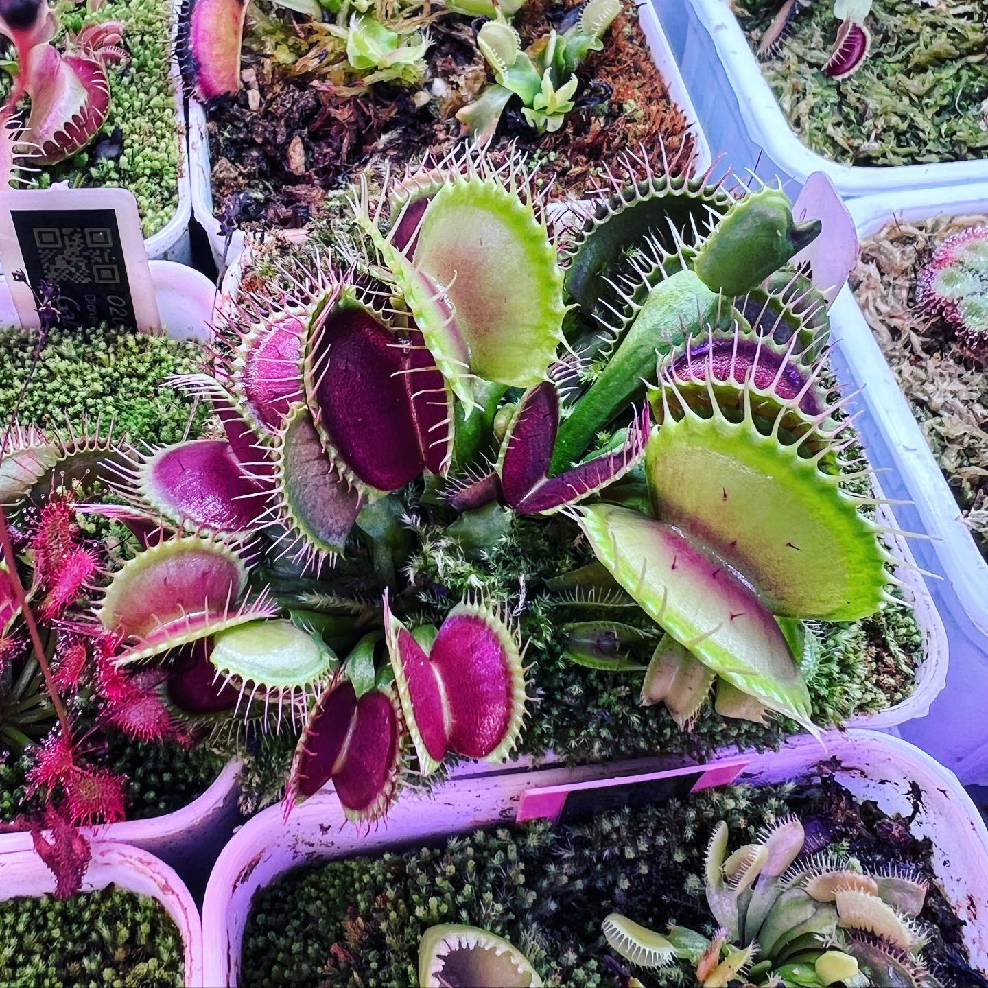 Venus Fly Trap Violet Flower seeds for Planting - Long Bloom Season, Heirloom & GMO Free Seeds for Home Garden