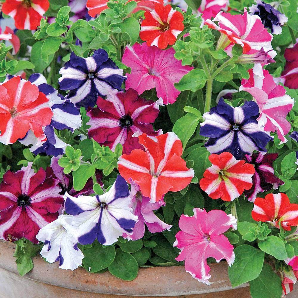 Petunias Mix Flower Planting Seeds for Vibrant Gardens - Evergrowseeds