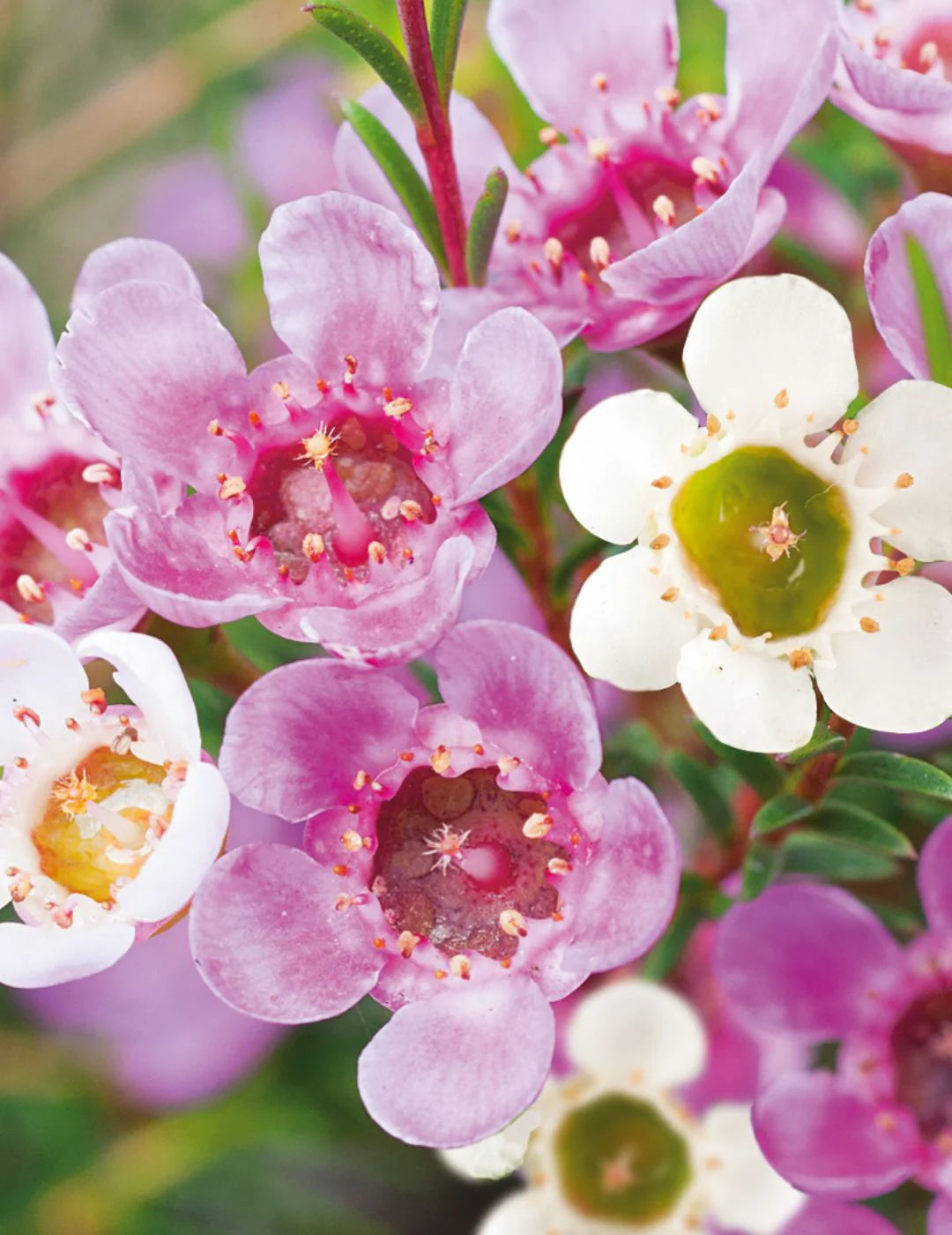 Geraldton Flower seeds for Planting Cottage Garden Essential Heirloom & GMO Free Seeds for Home Garden