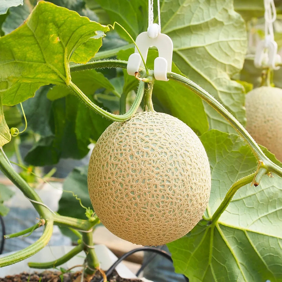 Cantaloupe Melon Seeds for Planting - Green and White Variety