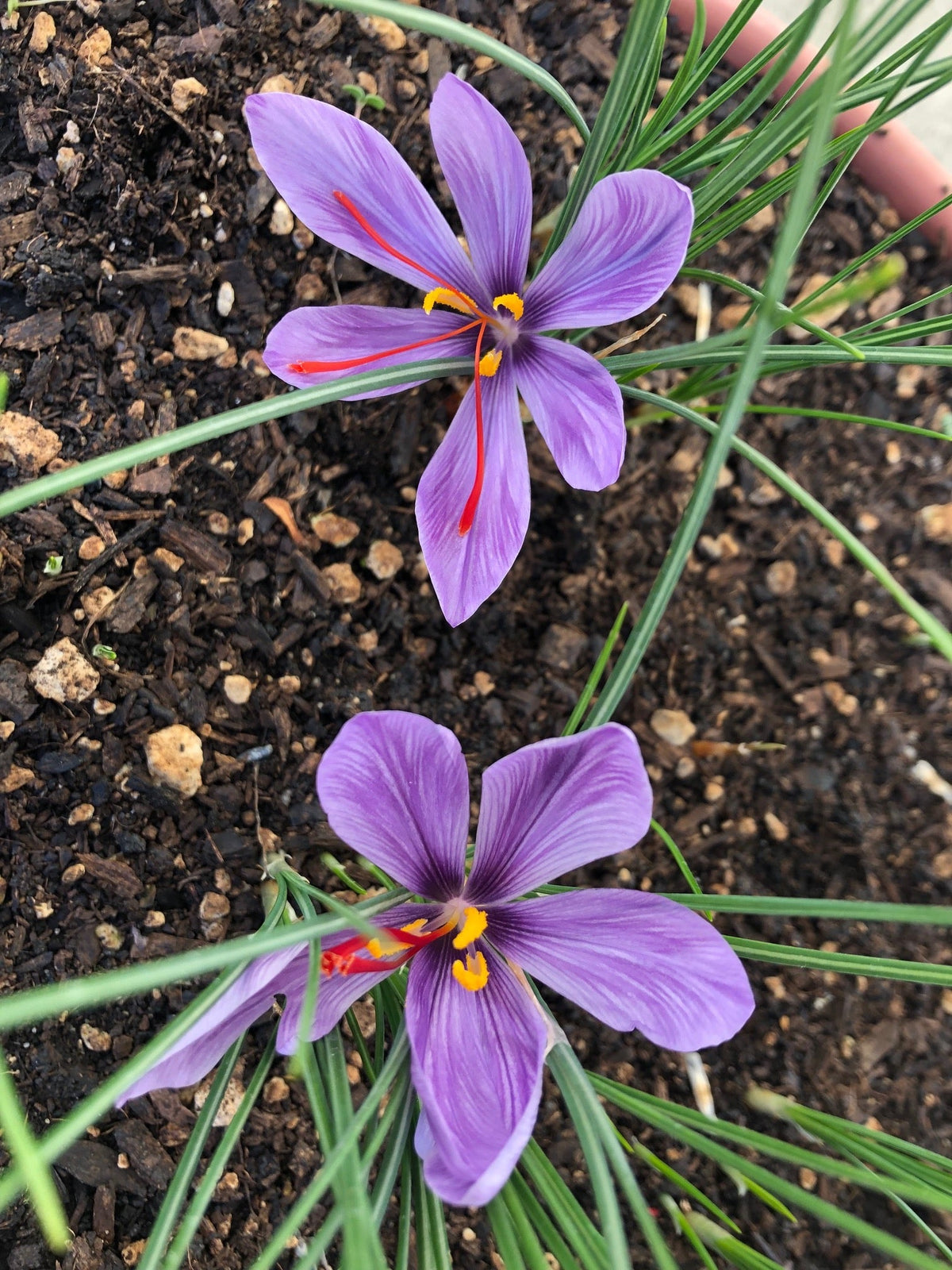 Deep Purple Crocus Flower seeds for Planting Easy to Grow Heirloom & GMO Free Seeds for Home Garden
Sale for planting in home garden