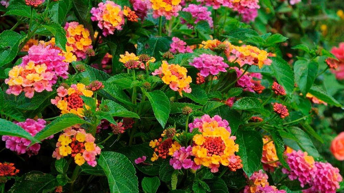 Feston Purple Yellow Rose Flower seeds for Planting - Wildflower Mix, Heirloom & GMO Free Seeds for Home Garden