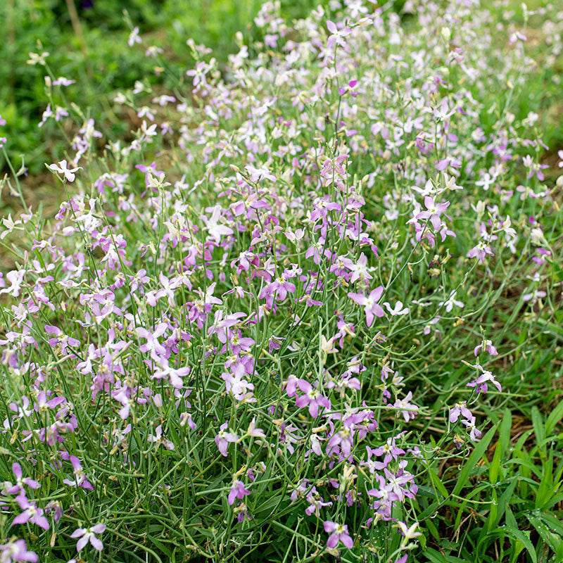 Purple Mixed EveningScented Flower Seeds for Planting Low Maintenance Heirloom & GMO Free Seeds for Home Garden
Sale