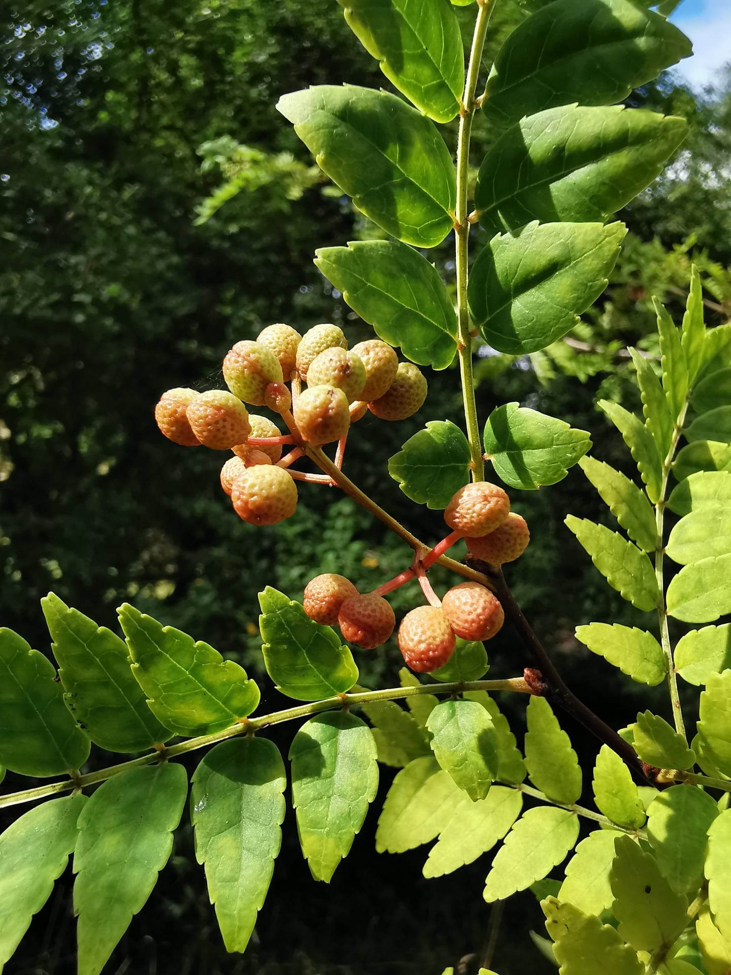 Brown Zanthoxylum Flower seeds for Planting - Wildflower Mix, Heirloom & GMO Free Seeds for Home Garden
Sale