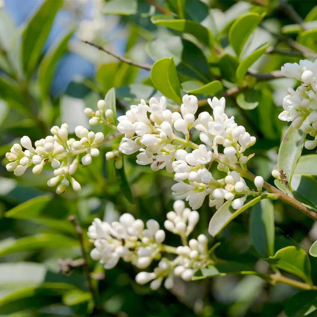 White Ligustrum Flower Planting Seeds for Lush Foliage and Fragrant Blooms in Your Garden