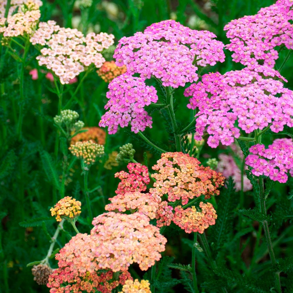 Heirloom Yarrow Achillea Flower seeds blooming in flower beds, containers, borders, and pollinator-friendly gardens