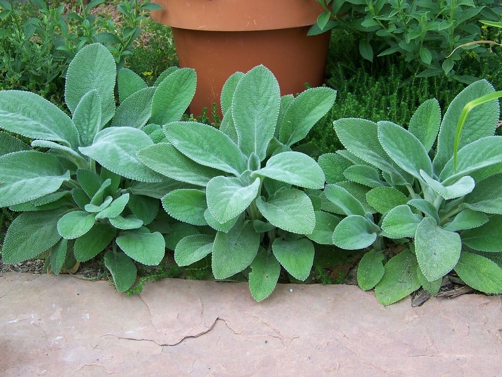 Green Lambs Ear Flower seeds for Planting - Shade Tolerant, Heirloom & GMO Free Seeds for Home Garden