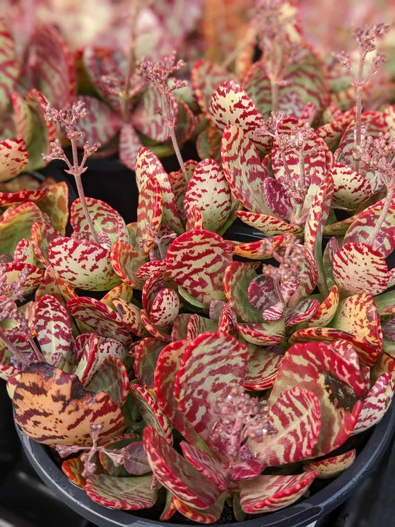 Red Kalanchoe Humilis Plant Seeds Planting Seeds
