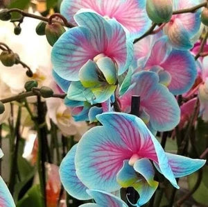 Blue Pink Butterfly Orchid Flower seeds for Planting - Shade Tolerant, Heirloom & GMO Free Seeds for Home Garden