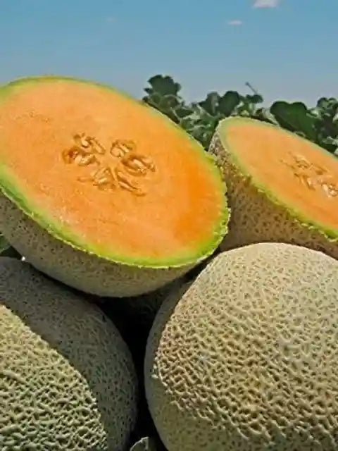 Orange Melon Vegetable Seeds for Easy Planting
