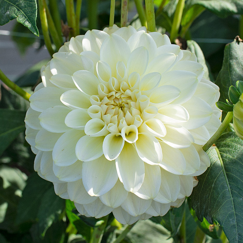 White Green Mixed Dahlia Flower Seeds for Planting Drought Tolerant Heirloom & GMO Free Seeds for Home Garden
Sale
